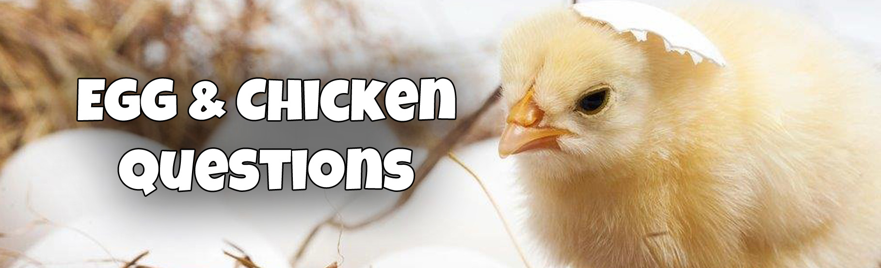 Egg and Chicken Questions