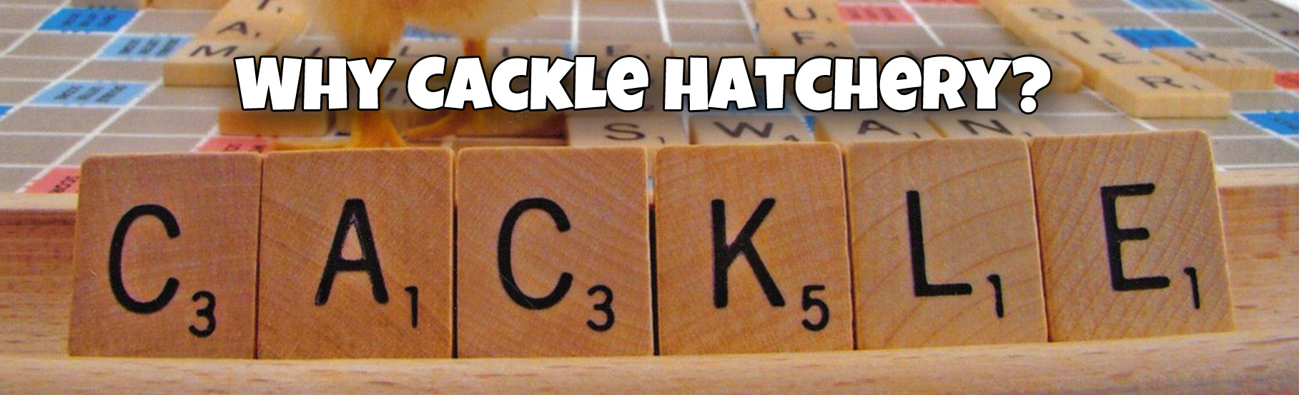 Why Cackle Hatchery