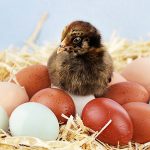 chick surrounded by eggs in nest