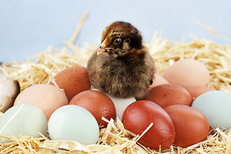 chick surrounded by eggs in nest