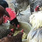 chickens eating cooked eggs