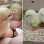 baby chicks