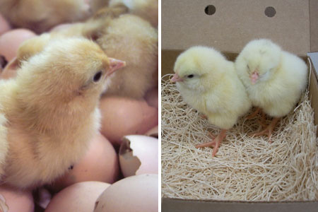 baby chicks