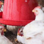 chickens drinking from waterer