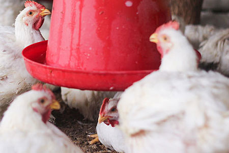 chickens drinking from waterer