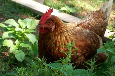 a red hen in the grass