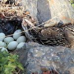 mallard eggs