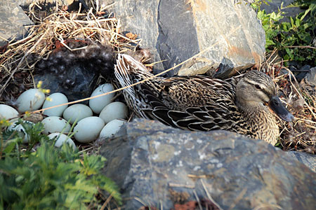 mallard eggs