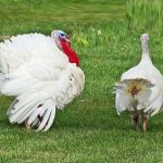 white turkeys outside