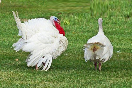 white turkeys outside