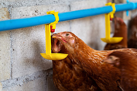 chickens drinking water