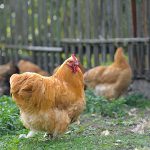 buff orpington chickens in a backyard