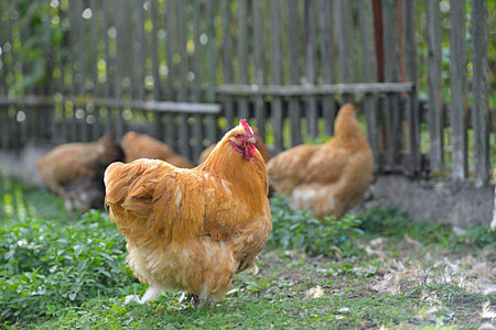 buff orpington chickens in a backyard