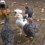 a mixed flock of chickens outside