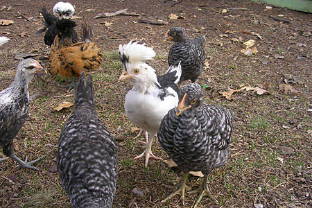 a mixed flock of chickens outside