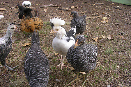 How to Mix Different Chicken Breeds in One Flock - Cackle Hatchery