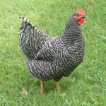 barred plymouth rock chicken outside