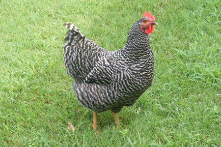 barred plymouth rock chicken outside