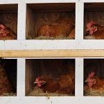 a row of chicken nest boxes