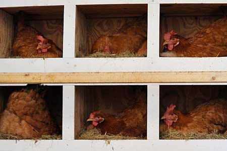 a row of chicken nest boxes