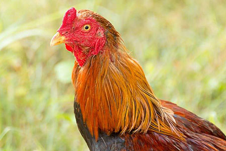 An Aseel Chicken