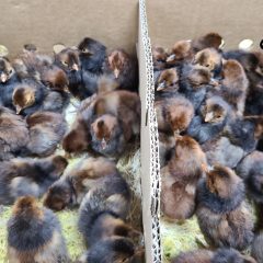 Baby Chicks