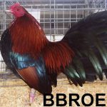 A BBROEGB Chicken