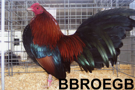 A BBROEGB Chicken