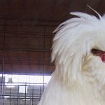 A Bearded Polish chicken