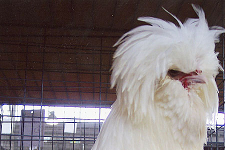 A Bearded Polish chicken