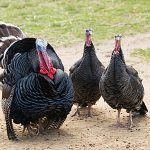 Three bronze turkeys stand in a backyard.