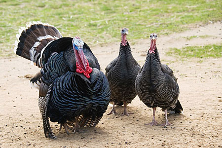 Three bronze turkeys stand in a backyard.