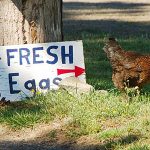 A chicken walking away from a sign that says "Fresh Eggs"