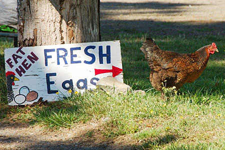 A chicken walking away from a sign that says "Fresh Eggs"