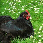 Australorp Hen sitting in the grass