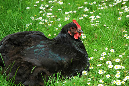 Australorp Hen sitting in the grass