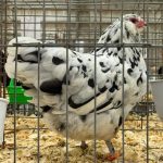 Erminette Ameraucana