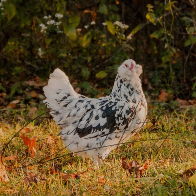 Ermine Ameraucana Chicken - Image 2
