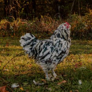 Ermine Ameraucana Chicken
