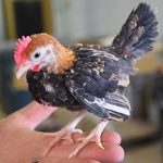 Old English Bantam chicken sitting on a hand