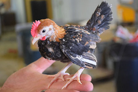 Old English Bantam chicken sitting on a hand