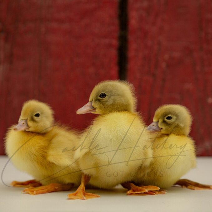 Splash Swedish Ducks