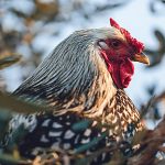 A Wyandotte bantam in winter