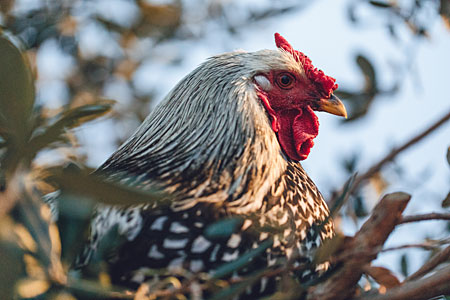 A Wyandotte bantam in winter