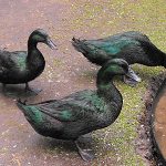 Three Cayuga Ducks