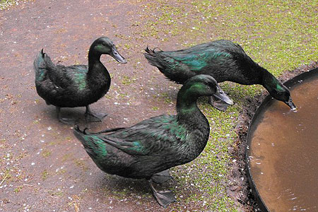 Three Cayuga Ducks