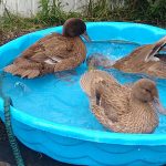 Three Khaki Campbell ducks sit on a backyard pool
