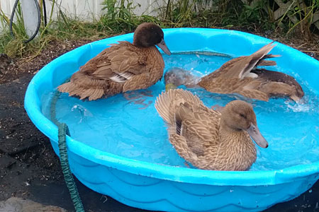 Three Khaki Campbell ducks sit on a backyard pool