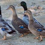 A foursome of Rouen ducks walk together in an outdoor space