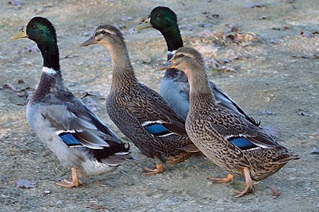 A foursome of Rouen ducks walk together in an outdoor space